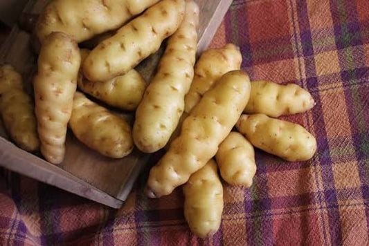 Potatoes - Ozette (Makah Heirloom) 20lb