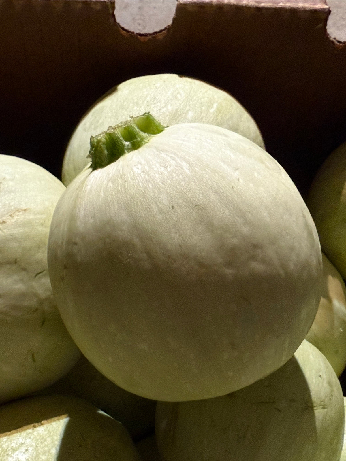 Squash - Snow Globe Zucchini - Sweeter & Nuttier Take on Classic Zucchini - 20lbs