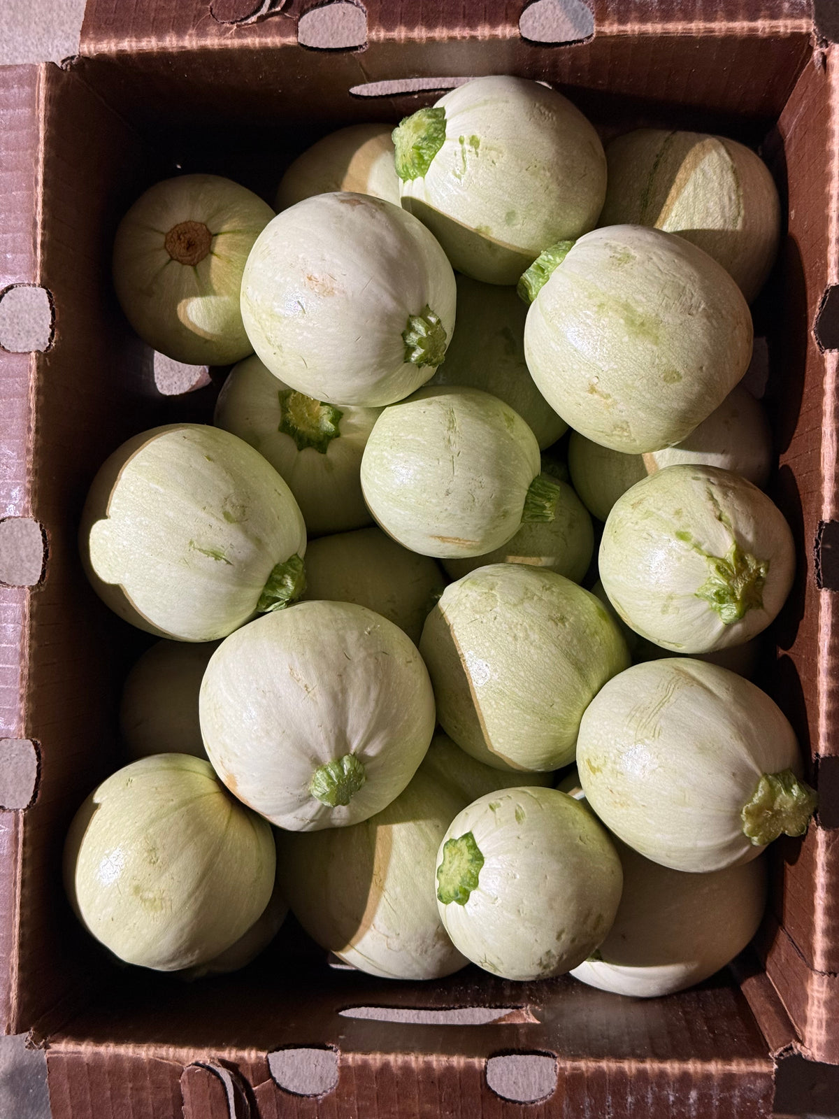Squash - Snow Globe Zucchini - Sweeter & Nuttier Take on Classic Zucchini - 20lbs