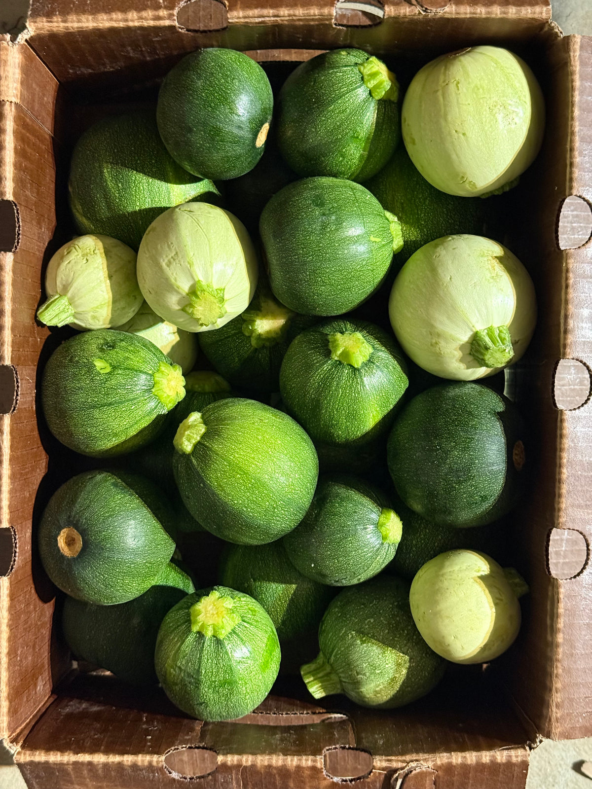 Squash - Snow Globe Zucchini - Sweeter & Nuttier Take on Classic Zucchini - 20lbs