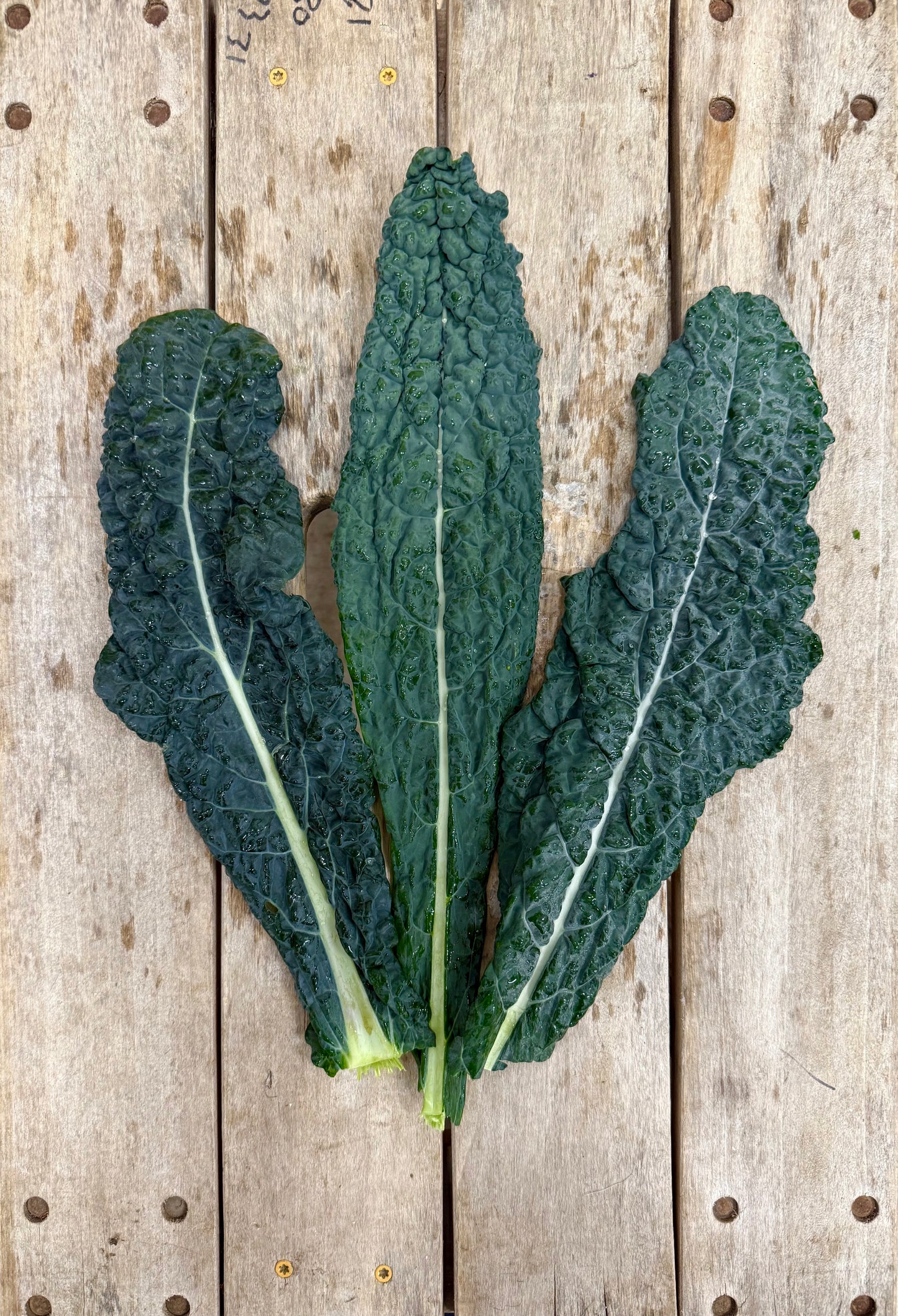 Kale, Tuscan - Loose leaf