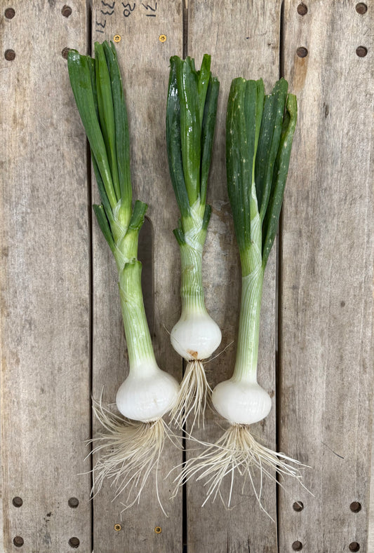 Spring Onion, Bermuda White - 60 oz.