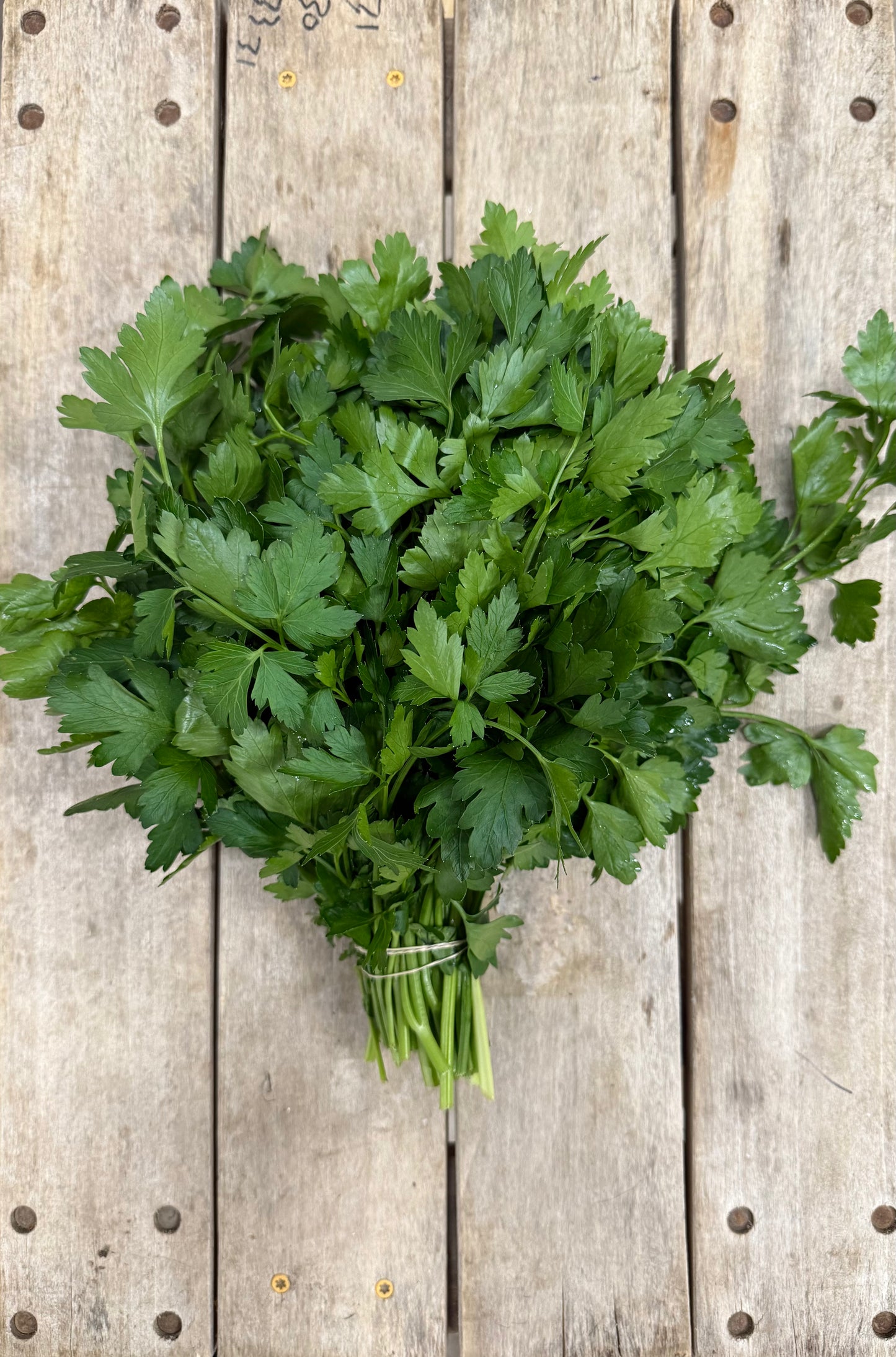 Italian Parsley