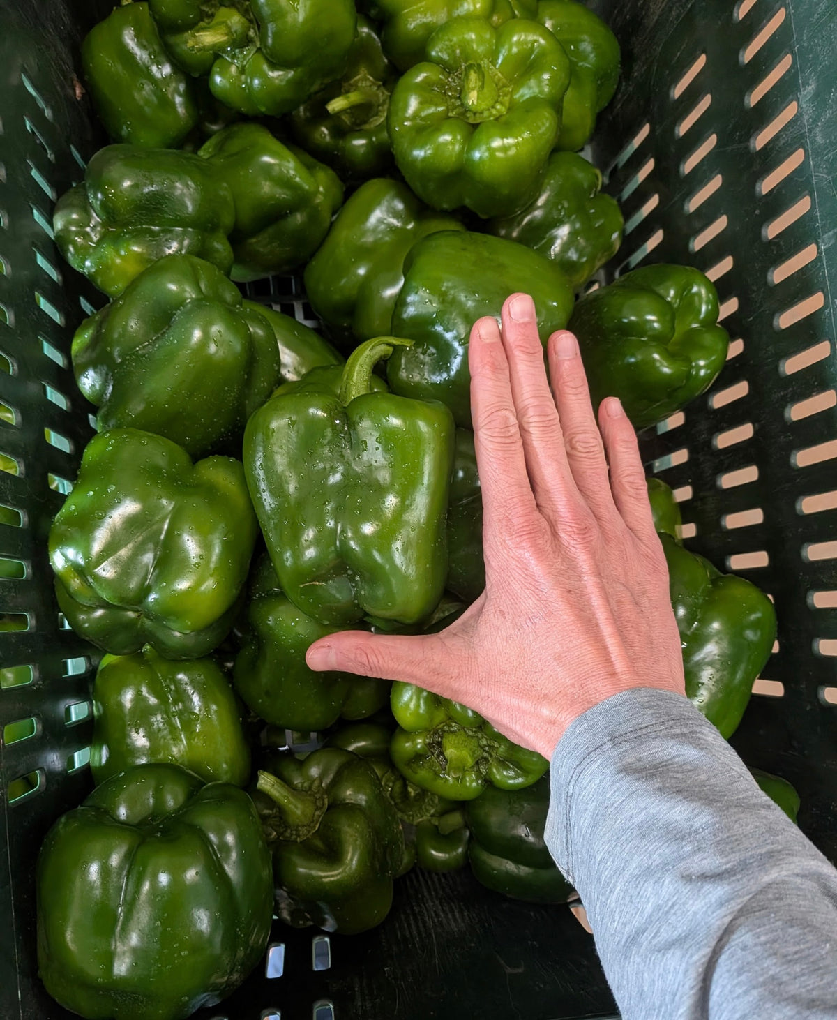 Pepper, Bell, Green - 20lb Case