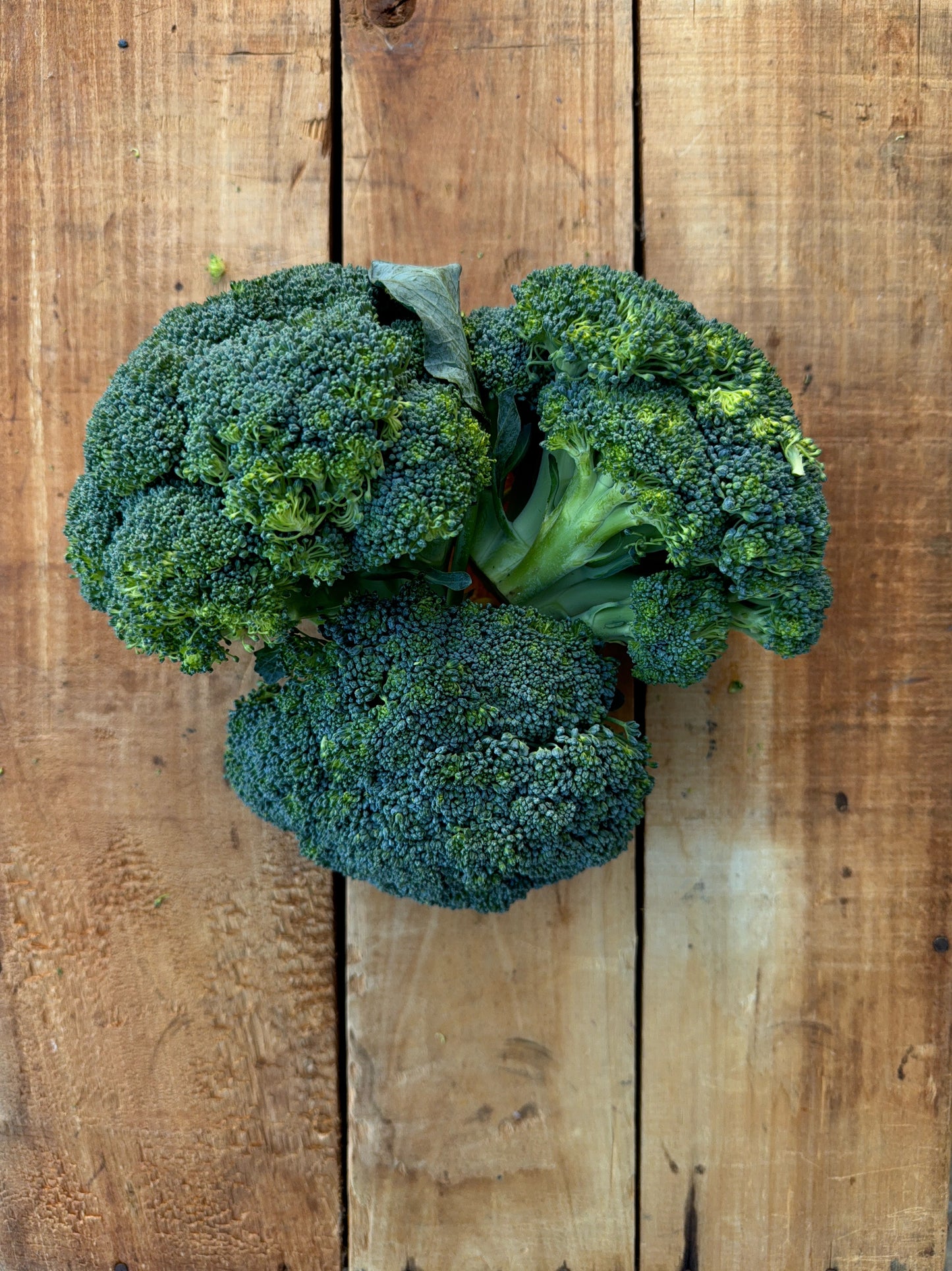 Broccoli - 10lb Case