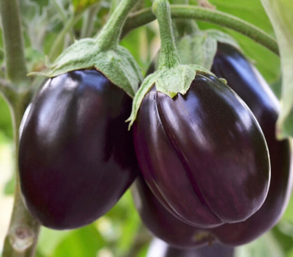 Eggplant, Purple - 10lb