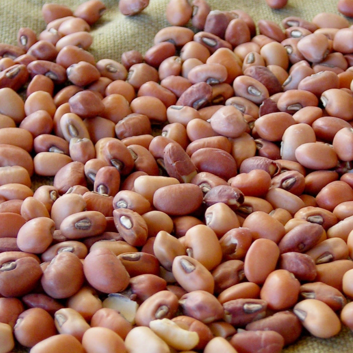 Field Pea, Fall, Fresh Frozen - 8x 1lb Bags