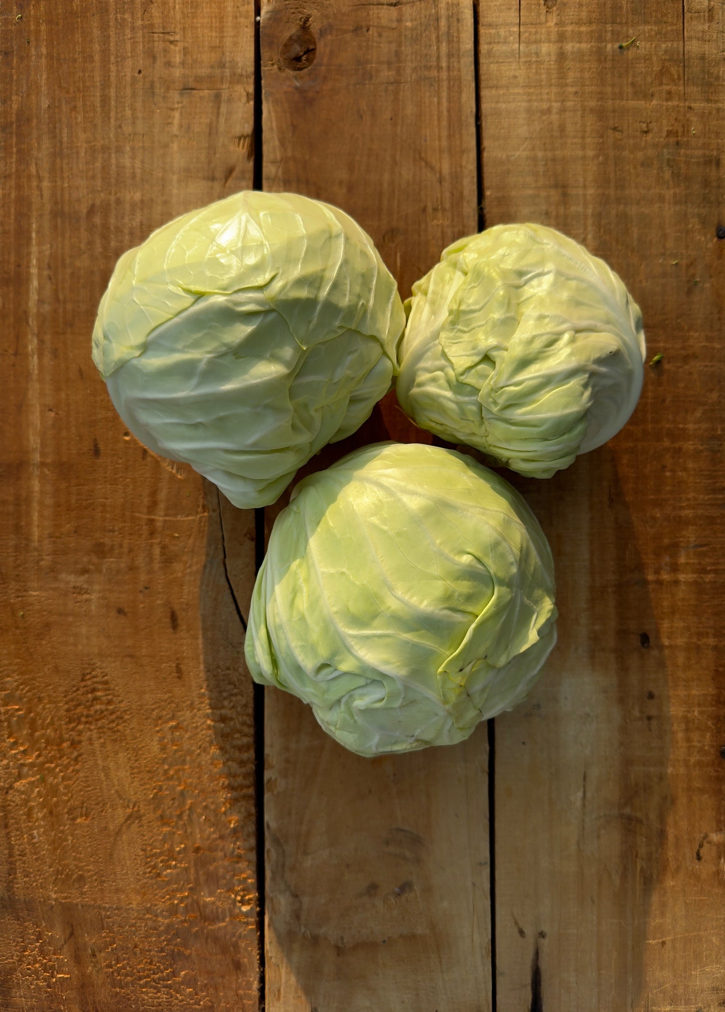 Cabbage, Green, Whole - 10lb Case