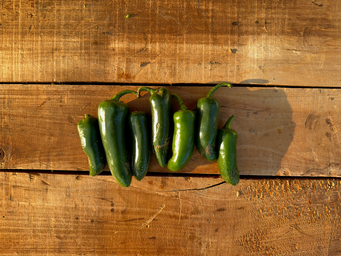 Pepper, Jalapeño - 10lb Case