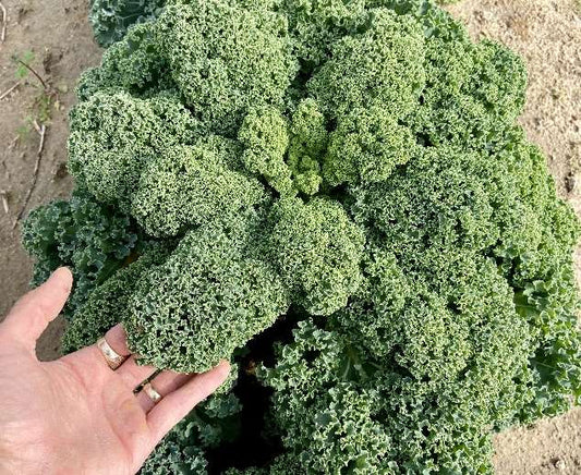 Kale, Scotch Curly, Whole - 7-8lbs