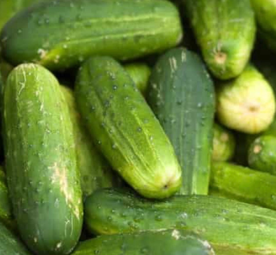 Cucumber, Kirby - 10lb