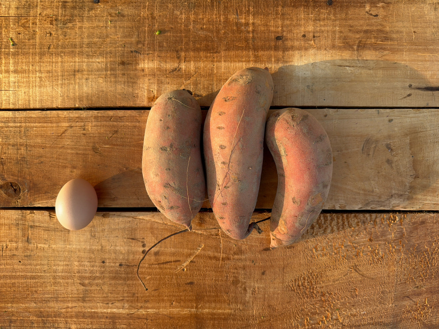 Sweet Potato, Pee Dee, Jumbo - 40lb Case
