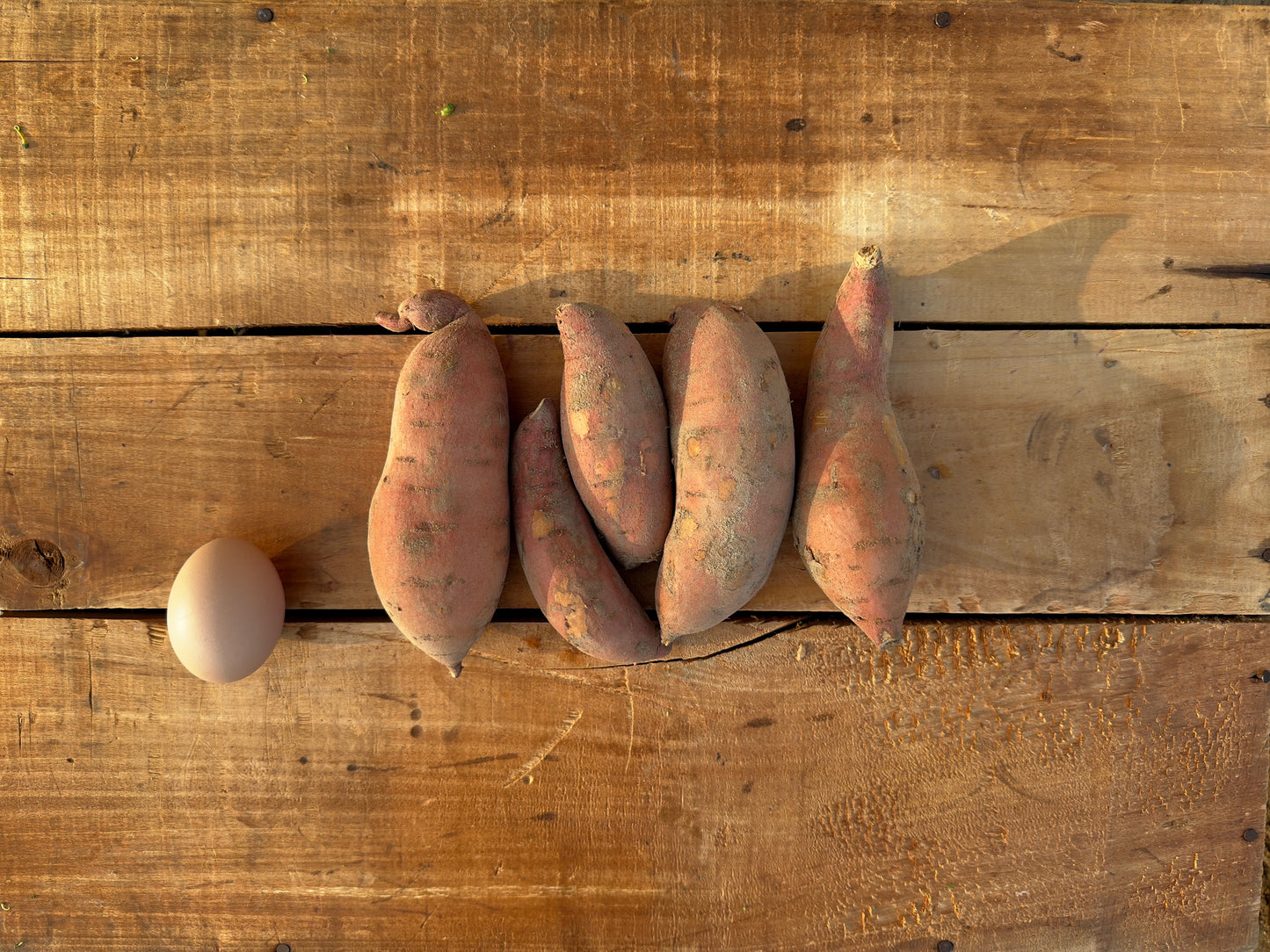 Sweet Potato, Pee Dee, Medium - 40lb case