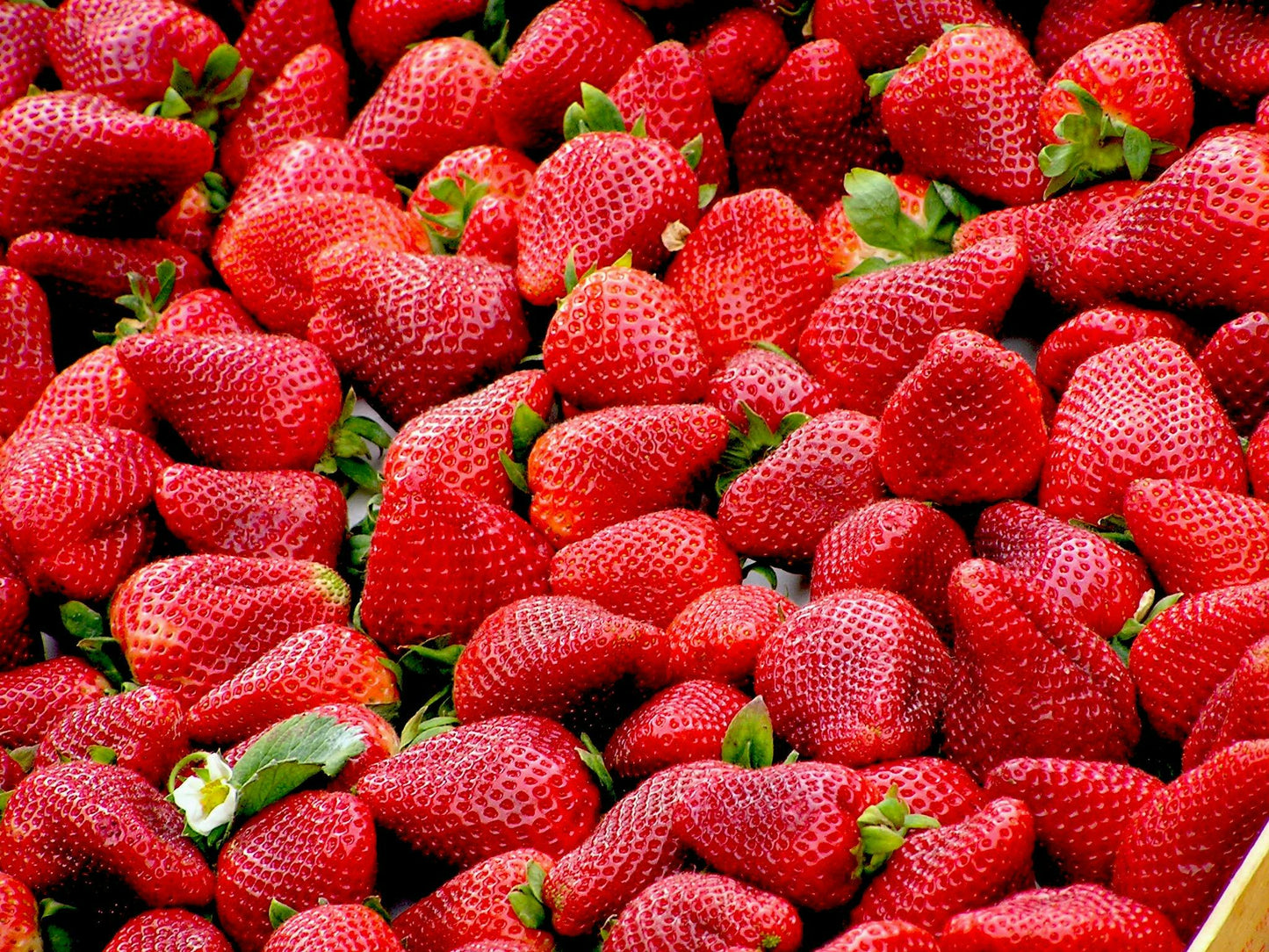 Strawberries - 2 Gallon