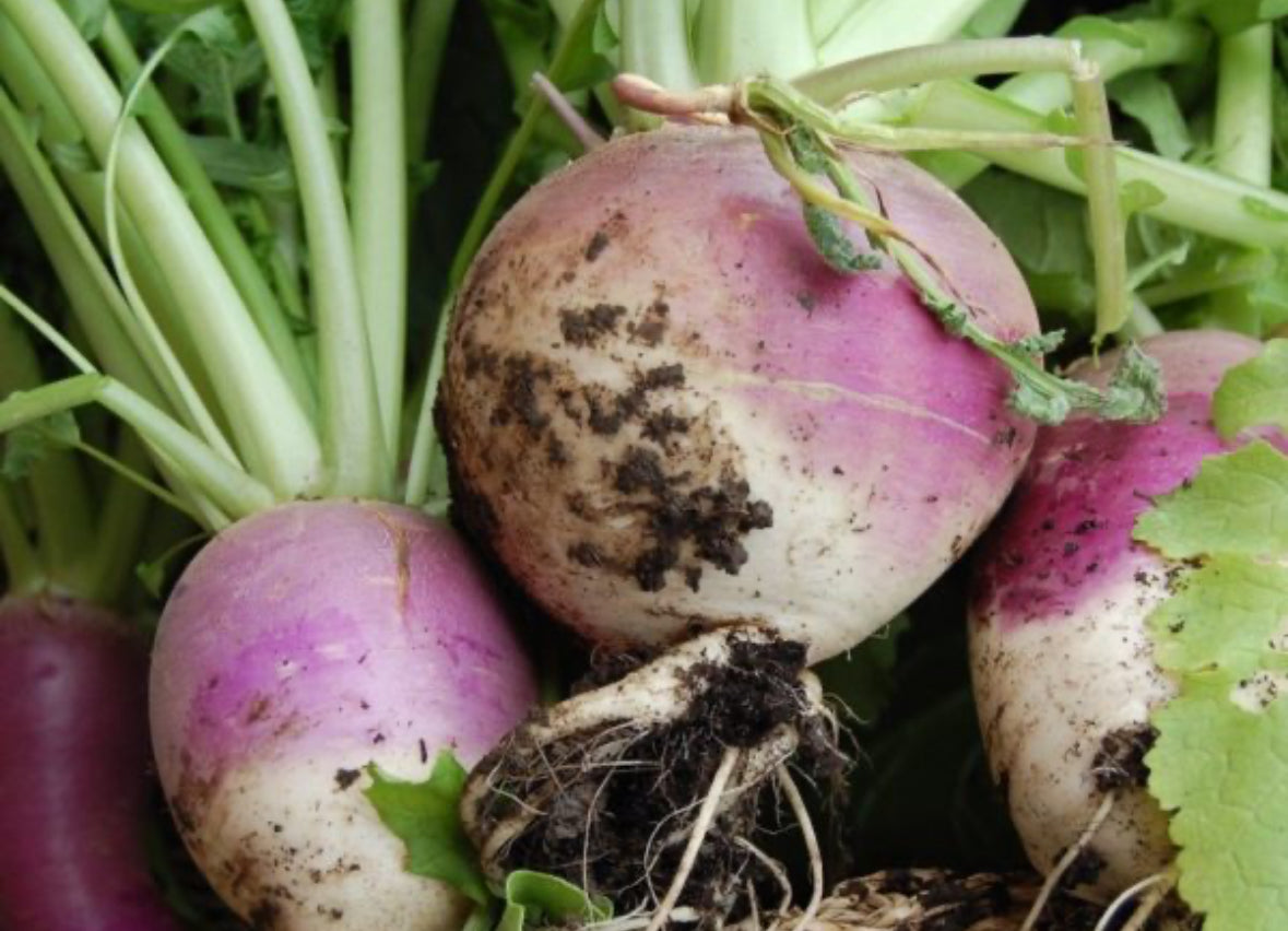 Turnip, Purple Top - 10lb Case