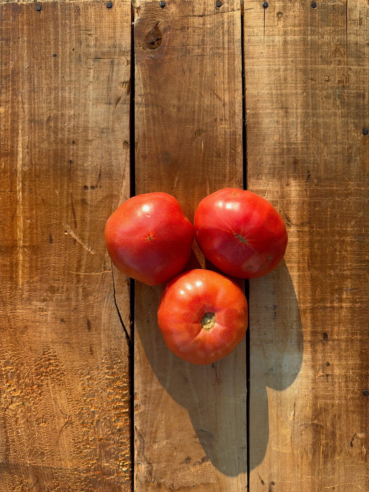 Tomato, Red Round - 10lb Case