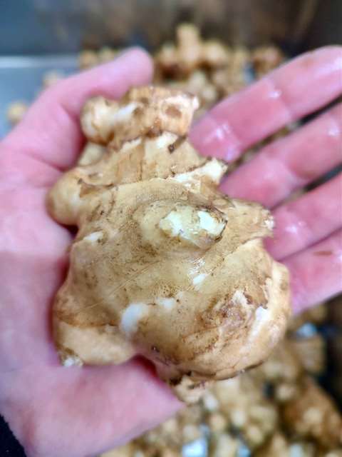Sunchoke - 10lb Bag
