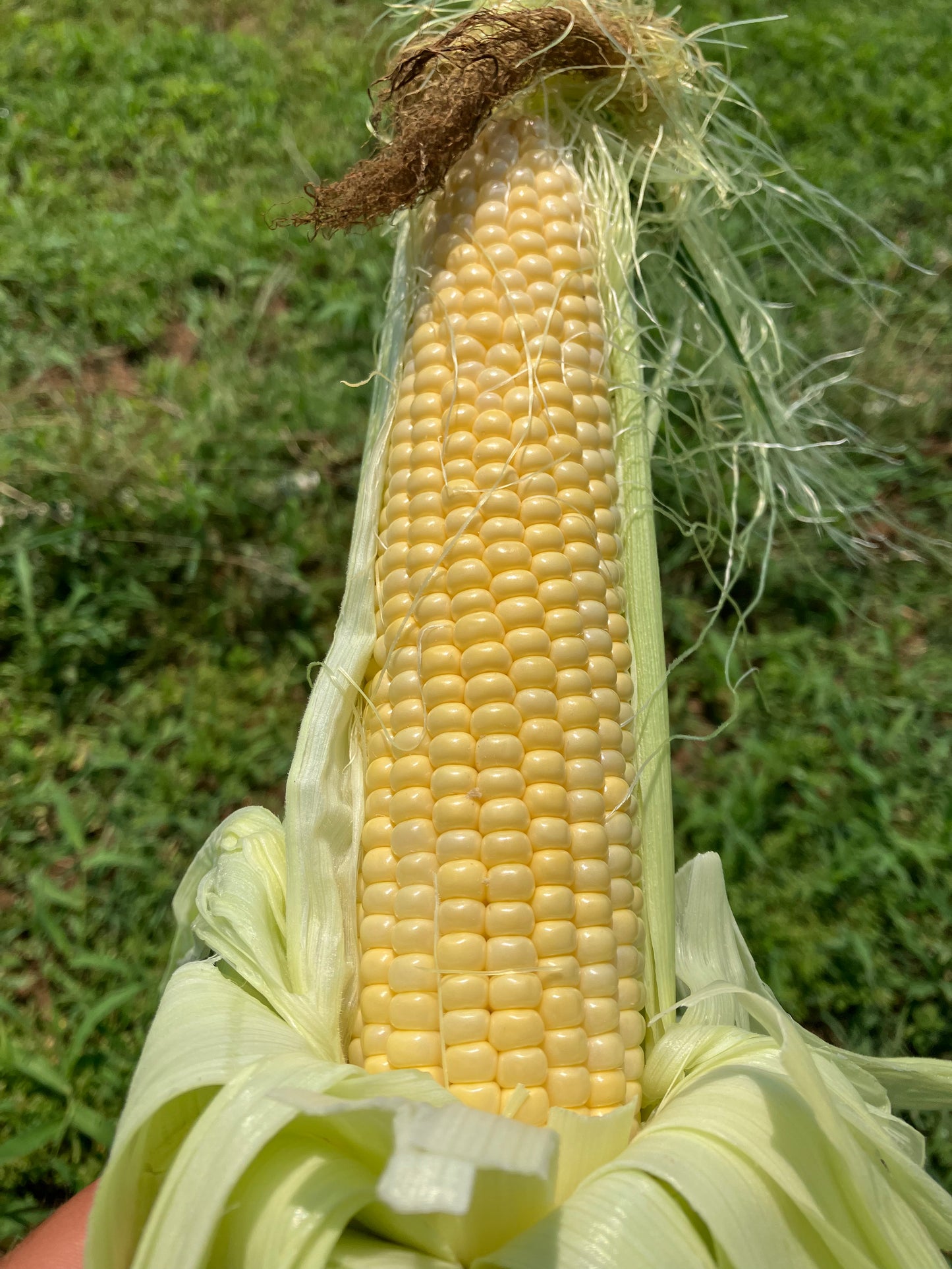 Sweet Corn, Yellow - Bushel